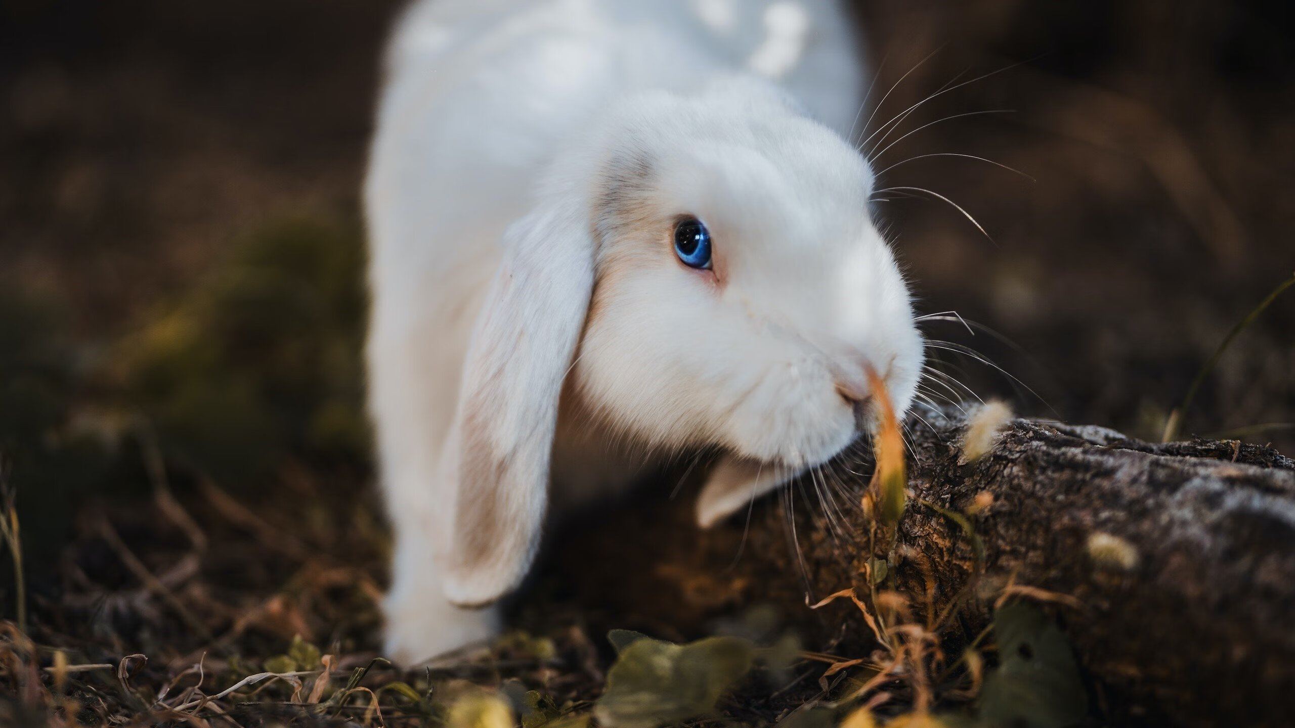 AYX GAMING-意甲联赛商业价值近年变化，意甲球队估值